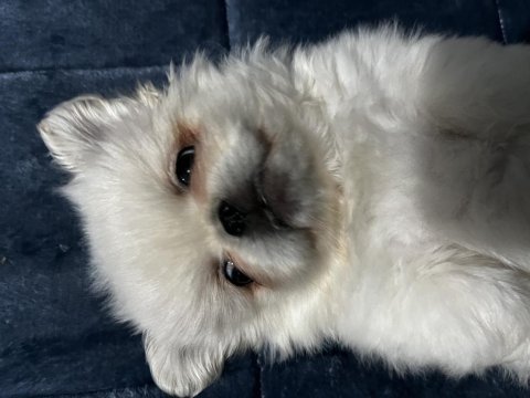 Kendine iyi bir aile ona sıcak bir yuva pekinez köpeği