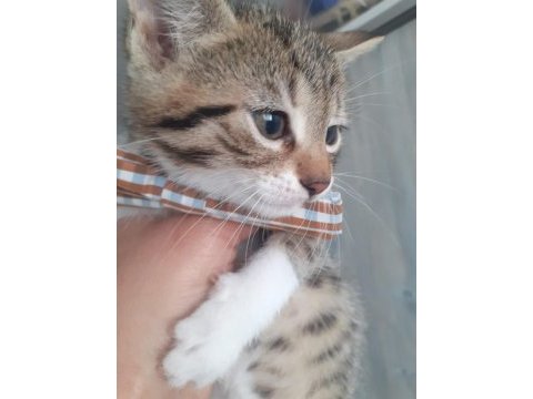 Güzeller güzeli yavrumuza yuva arıyoruz tekir