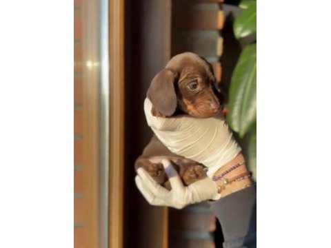 Chocolate tan ve chocolate merle dachshund yavruları