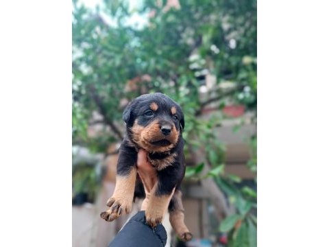 Orjinal safkan rottweiler yavrular