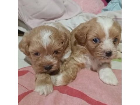 Maltipoo yavrular