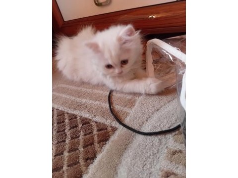 Yarı british yarı persian