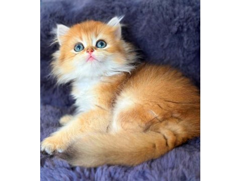 British longhair golden bebek