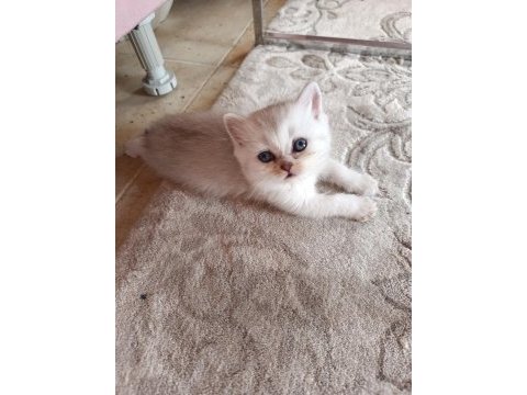 Sevimli yavru kediler