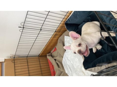 French bulldog platinyum yeşil gözlü karma ve ic diş parazit