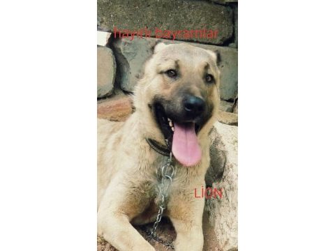 Kangal köpeği yavruları