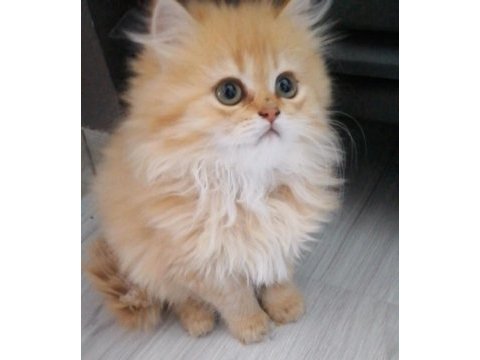 Golden british longhair bebekler