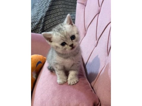 British shorthair bebeğimiz