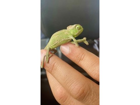 Bebek bukalemun 6 aylık zıpır