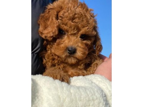 Tea cup  orjinal toy poodle yavrulari