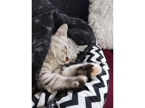 British shorthair tabby erkek yavru