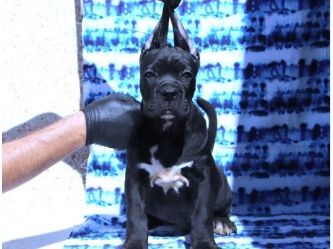 Fcı-kıf secereli safkan cane corso