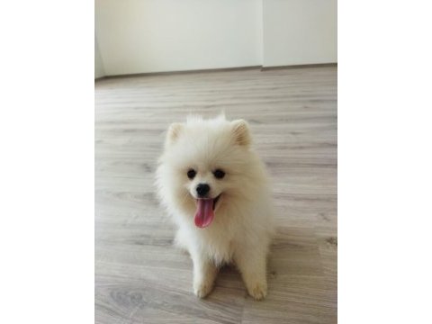 Küçük sevimli pomeranian boo