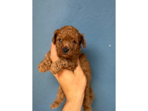 Pamuk gibi toy poodle yavrularım
