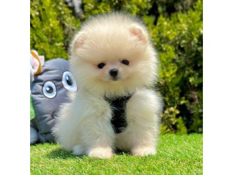 Sevimli pomeranian boo yavrularımız