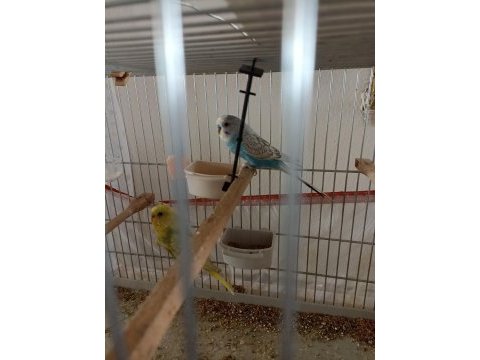 Yeni yavru muhabbet kuşları