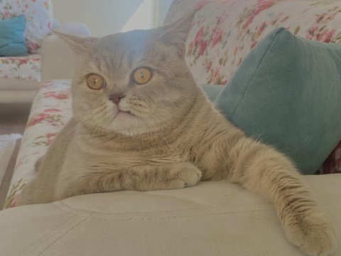 Erkek 14 aylık kedimize eş arıyoruz british shorthair