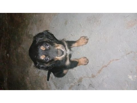 2 adet dişi yavru köpeğimiz