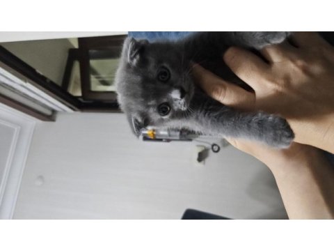 Scottish fold kedisi