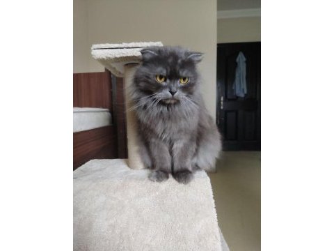 Scottish longhair kedimi ücretsiz sahiplendireceğim