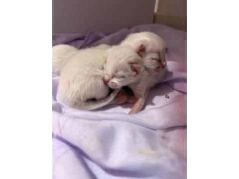Ragdoll yavrular rezerveye açık 15 ekim teslim