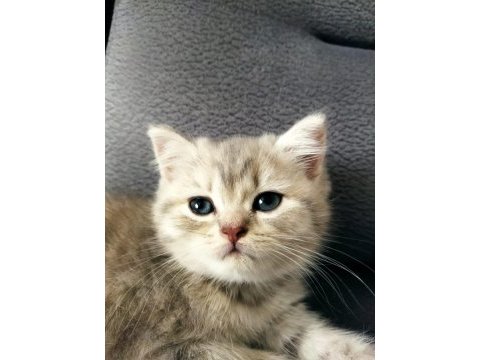 British longhair dişi kedi 3 aylık