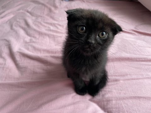 Nadir renk özel bebek isteyene uslu scottish fold bebekler