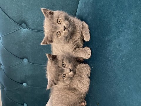 British shorthair yavru kedilerimiz