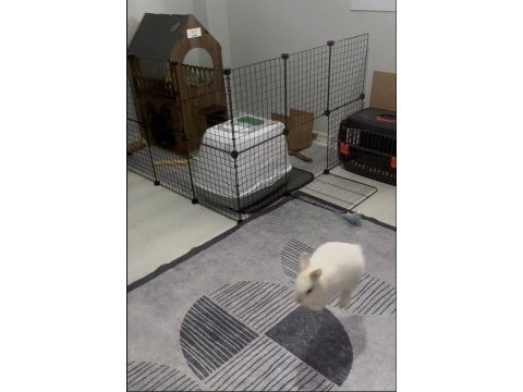 Netherland dwarf cüce tavşan 1 yaşında ve tüm eşyaları