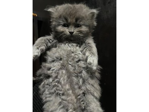 British longhair 1 aylık kedimiz