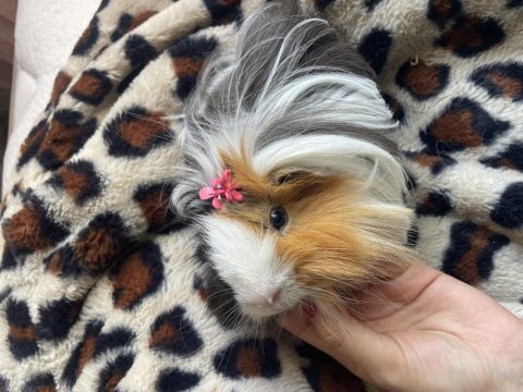 Ginepig istanbul