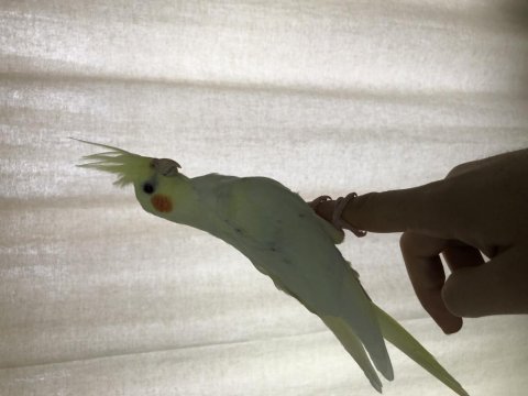İki adet yavru ele alışık lutino sultan papağanı