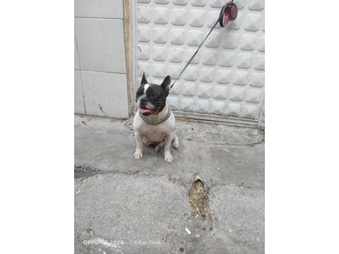 2 yaşında doğum tecrübeli dişi french bulldog
