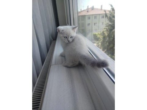 British shorthair yavru (dişi)