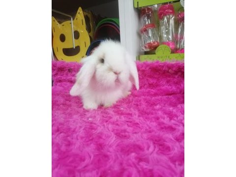 Safkan lop tavşanı bebekler