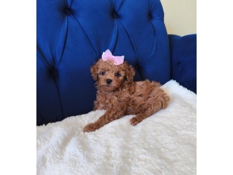 Red toy poodle kızımız