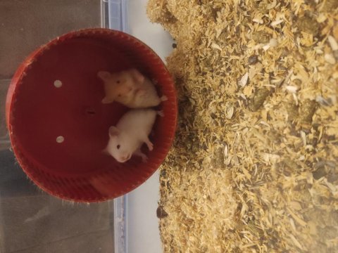 Çok tatlı ve ele alışık minnak hamsterler