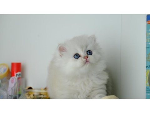 British longhair silver top kafa yavrumuz