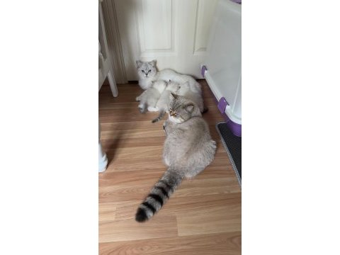 Kendi yavru kedilerimiz sahiplendirme