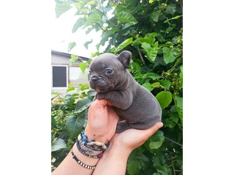 French bulldog yavrularımız bursa türkiye tüm iller