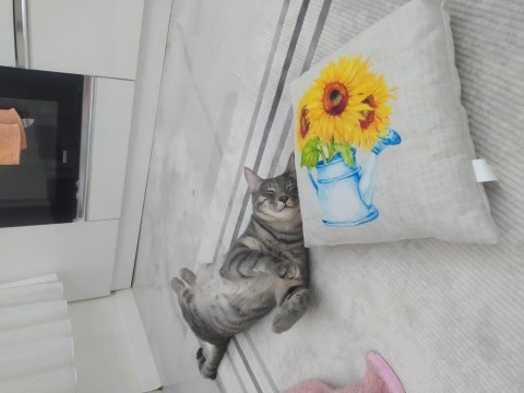 Tekir yavruma acil yuva arıyoruz