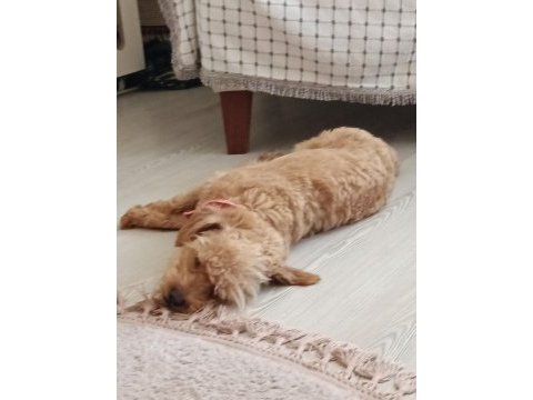 6 aylık dişi maltipoo
