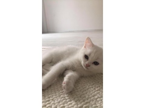 İki aylık dişi british shorthair