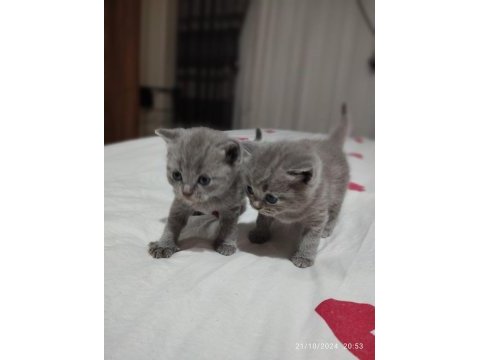 British shorthair dişi ve erkek