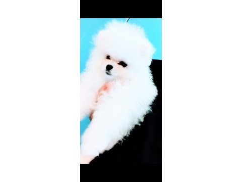 Rus girişli pomeranian boo ayı surat teacup