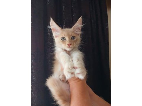 Safkan şecereli maine coon yavrular