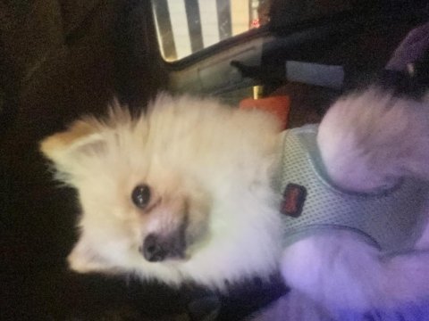 1 yaş pomeranian acil şehir değişikliği yapacağım için