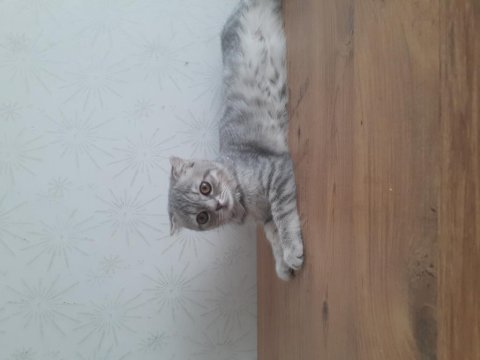 3 aylık scottish fold yavrumuz tuvalet ve mama eğitimlidir