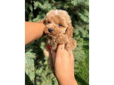 Türkiyenin en güzel maltipoo yavruları