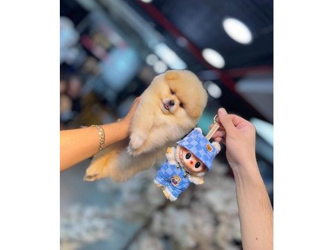 Micro pomernian boo (kütahya exuma pet center)